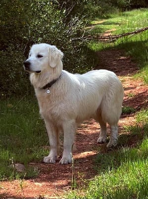 Étalon Golden Retriever - Viks Des Puppys Goldens Love