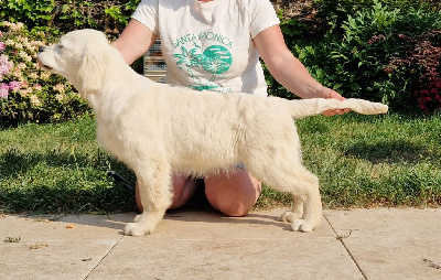 Étalon Golden Retriever - Tweedspey Amaryllis belladonna