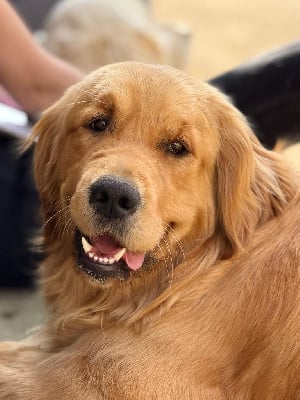 Étalon Golden Retriever - Urban legend des puppys goldens love