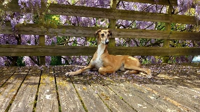 Étalon Greyhound - Berenice gladkiy zapad