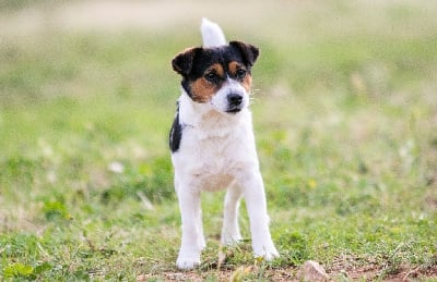 Étalon Jack Russell Terrier - Vito Des Gardiens De Mot