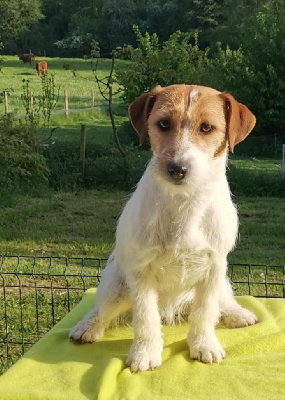 Étalon Jack Russell Terrier - Volga Des Adrilines d'Opale