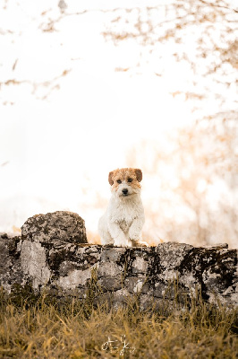 Étalon Jack Russell Terrier - Vinci leonardo du Domaine De Léon De La Seille