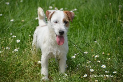 Étalon Jack Russell Terrier - Vrille des Hauts-Marizys