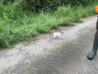 Étalon Jack Russell Terrier - Atomic de l'antre des jacks