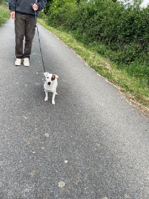 Étalon Jack Russell Terrier - Ula de l'antre des jacks