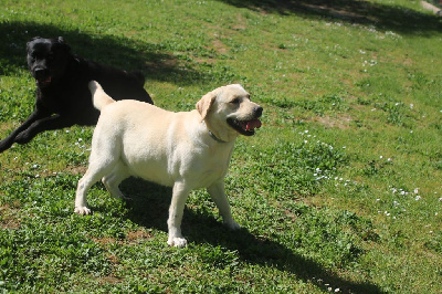 Étalon Labrador Retriever - Ula des Vents de la Cavayere