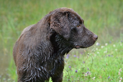 Étalon Labrador Retriever - Sologne Hunters's Tomoko