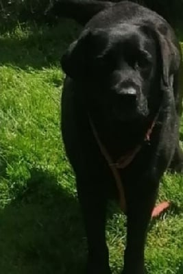 Étalon Labrador Retriever - Smartie De La Foret Des Boules De Poils