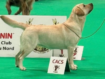 Étalon Labrador Retriever - CH. Texas De L'Etang Balancet