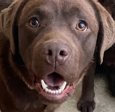 Étalon Labrador Retriever - Volacn De Saint Syp