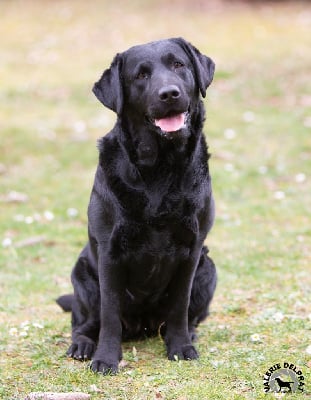 Étalon Labrador Retriever - Gap black and chocolate