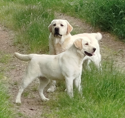 Étalon Labrador Retriever - Vvhite graffitie des Graffitis de la Lauzeraie