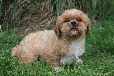Étalon Lhassa Apso - Utah Der Lenn