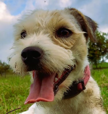 Étalon Parson Russell Terrier - Una elevage du moumoutchou