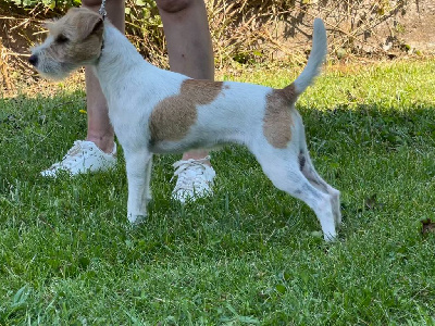 Étalon Parson Russell Terrier - CH. Tataki des very important Parson