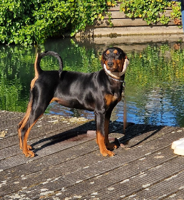 Étalon Pinscher Allemand - Venus des Princes Pinscher