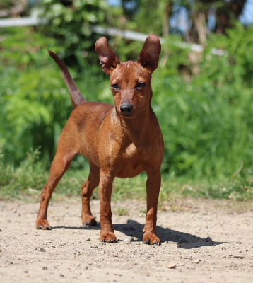 Étalon Pinscher nain - Virgule De La Plaine Bretonne