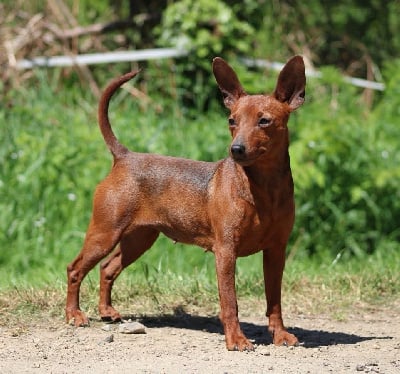 Étalon Pinscher nain - you my star Amor amor