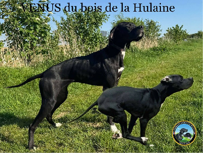 Étalon Pointer - Venus du bois de la Hulaine