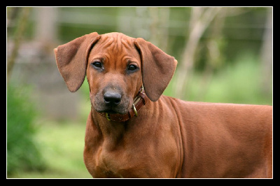 Étalon Rhodesian Ridgeback - Azzah shani du Royaume de l'Espina