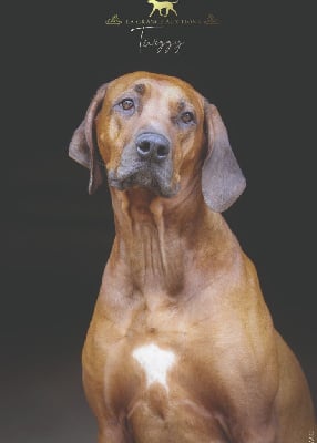 Étalon Rhodesian Ridgeback - CH. Twiggy de La Grange Aux Lions