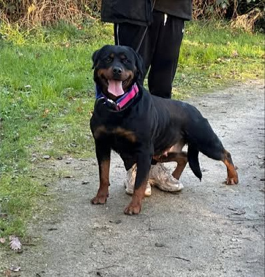 Étalon Rottweiler - Rixe Vom Hause Matterhorn