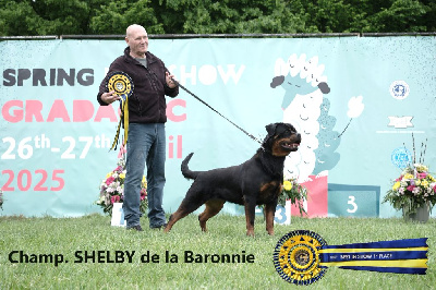 Étalon Rottweiler - CH. Shelby des Rotts de la Baronnie