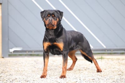 Étalon Rottweiler - Umber Von Schwarzer Beschützer