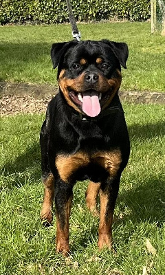 Étalon Rottweiler - Alice Von der crossener ranch