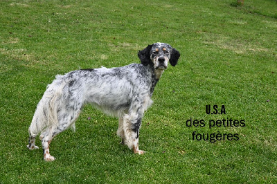 Étalon Setter Anglais - U.s.a Des Petites Fougères