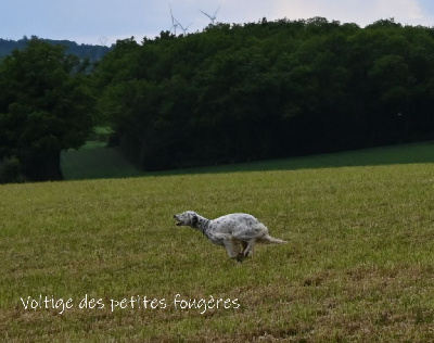 Étalon Setter Anglais - Voltige Des Petites Fougères