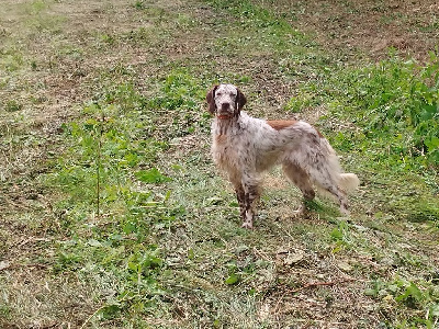 Étalon Setter Anglais - des Arcanes de Scolopax Sweet dream