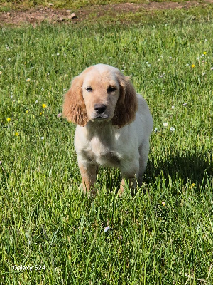 Étalon Setter Anglais - Anis des Rives du Cernon