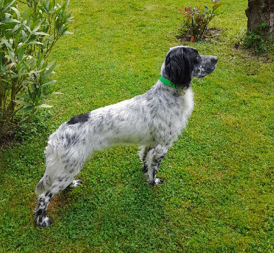 Étalon Setter Anglais - Romy De La Riottière