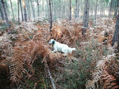 Étalon Setter Anglais - Pixelle Iratiko