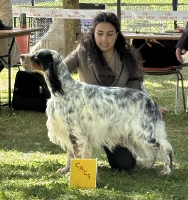 image de Saxo