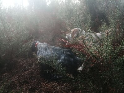 Étalon Setter Anglais - Taya Iratiko