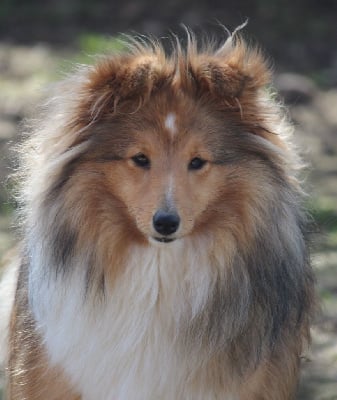 Étalon Shetland Sheepdog - V'etoile au matin Des petites fées des sables