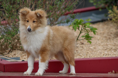 Étalon Shetland Sheepdog - Valentine Des petites fées des sables