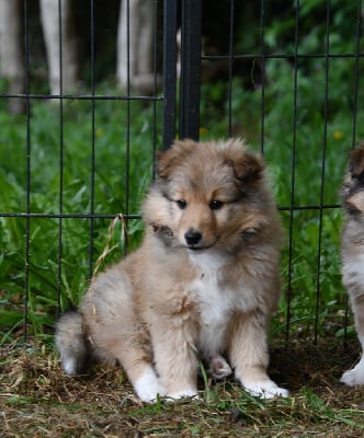 Étalon Shetland Sheepdog - Addicted to you Of Lenna's Hope