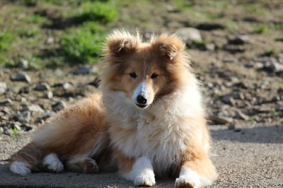 Étalon Shetland Sheepdog - Voili-voilou Des petites fées des sables