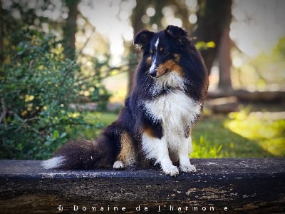 Étalon Shetland Sheepdog - Vitality du Domaine du Carpé