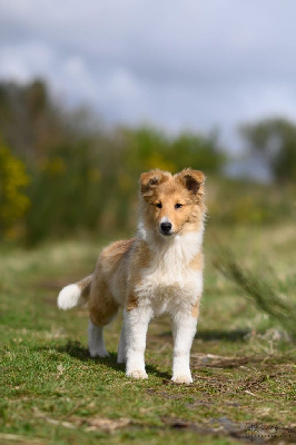 Étalon Shetland Sheepdog - Vers l'infini et au delà des petites fées des sables