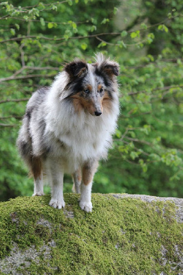 Étalon Shetland Sheepdog - Vague-de-east blue Des Truffes De L'Ouest