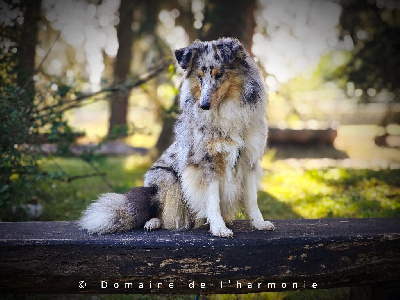 Étalon Shetland Sheepdog - Valya Du Domaine De L'harmonie