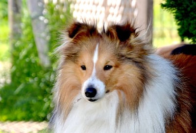 Étalon Shetland Sheepdog - Urlorage illidan Des Berges De La Droude