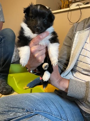 Étalon Shetland Sheepdog - Aggy mindfull missil du Fief Des Petits Crunchis