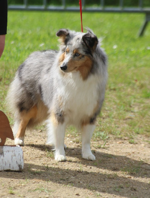 Étalon Shetland Sheepdog - Topaze pierre précieuse du Royaume d'Angélique