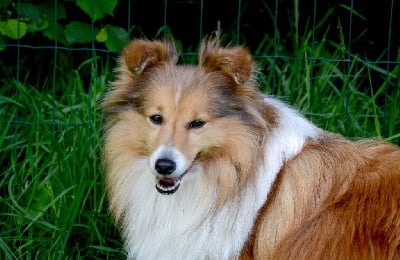 Étalon Shetland Sheepdog - Sweet pea de Moorestile